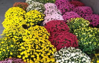Floristería Rosavel